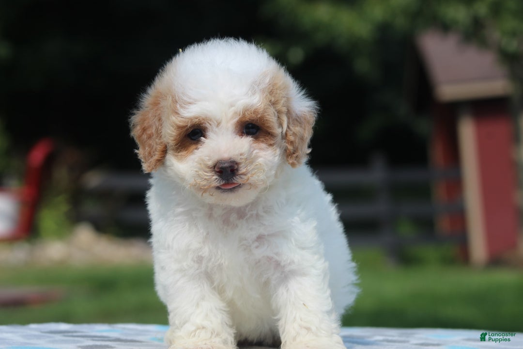 Maltipoo dogs for sale: Oscar - Image 4