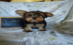 Yorkshire Terrier dogs for sale: Dahlia - Image 8