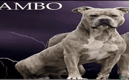American Pit Bull Terrier dogs for sale: Auto - Image 5