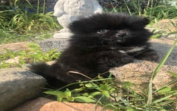 Pomeranian dogs for sale: Midnight - Image 2