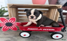 Boston Terrier dogs for sale: Bowser - Image 4