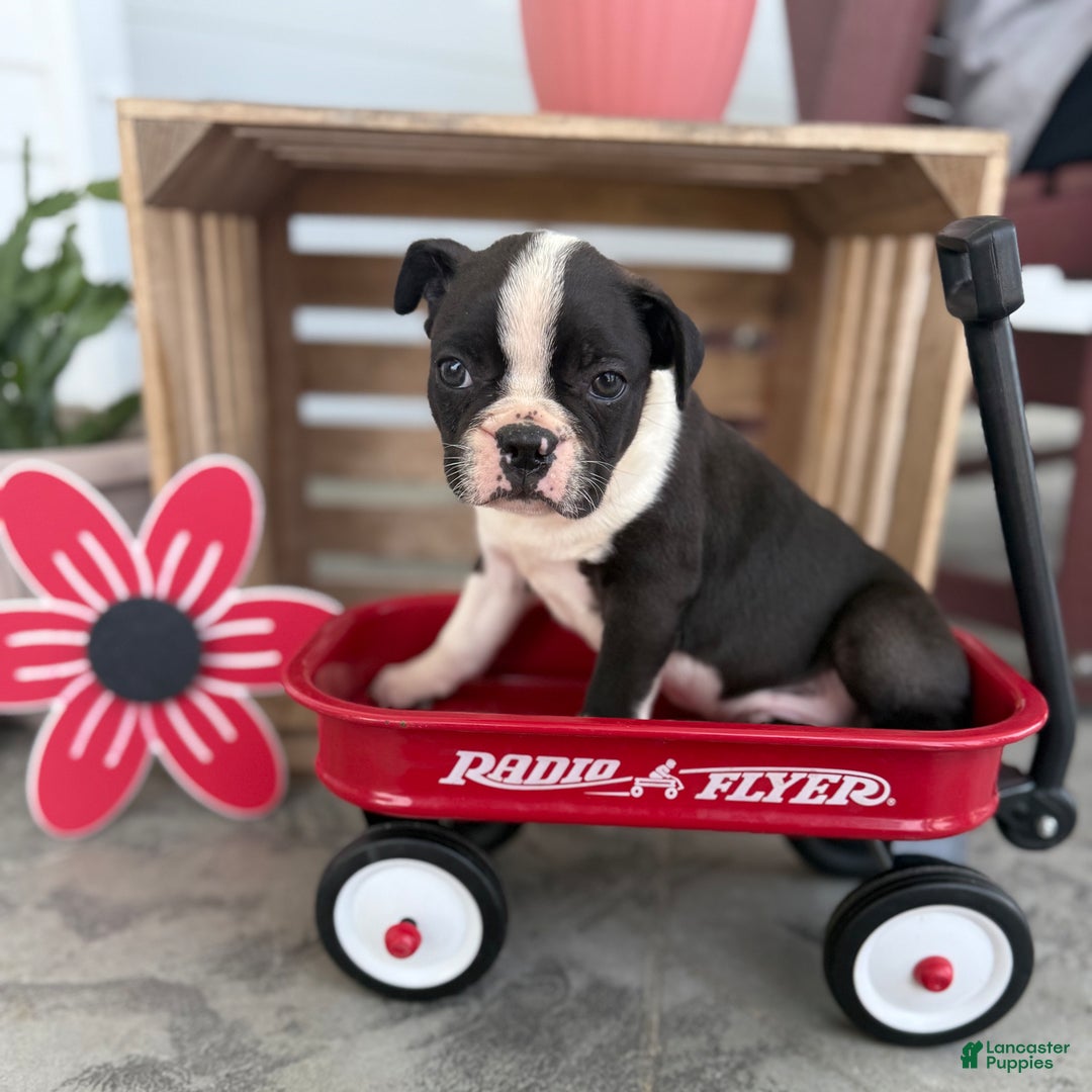 Boston Terrier dogs for sale: Bowser - Image 4