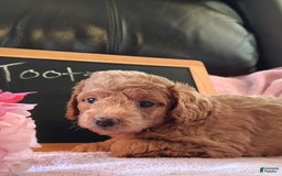 Mini Goldendoodle dogs for sale: Tootsie - Image 6