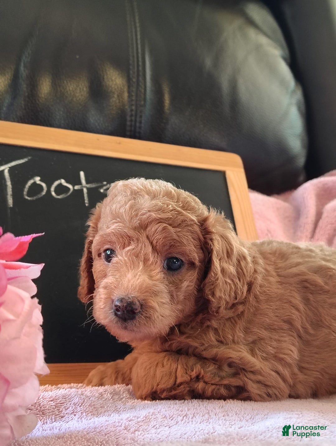 Mini Goldendoodle dogs for sale: Tootsie - Image 6