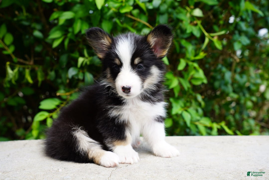 American Corgi dogs for sale: Rose - Image 3