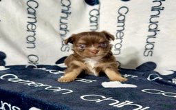 Chihuahua dogs for sale: Theodore Chocolate Lc - Image 12