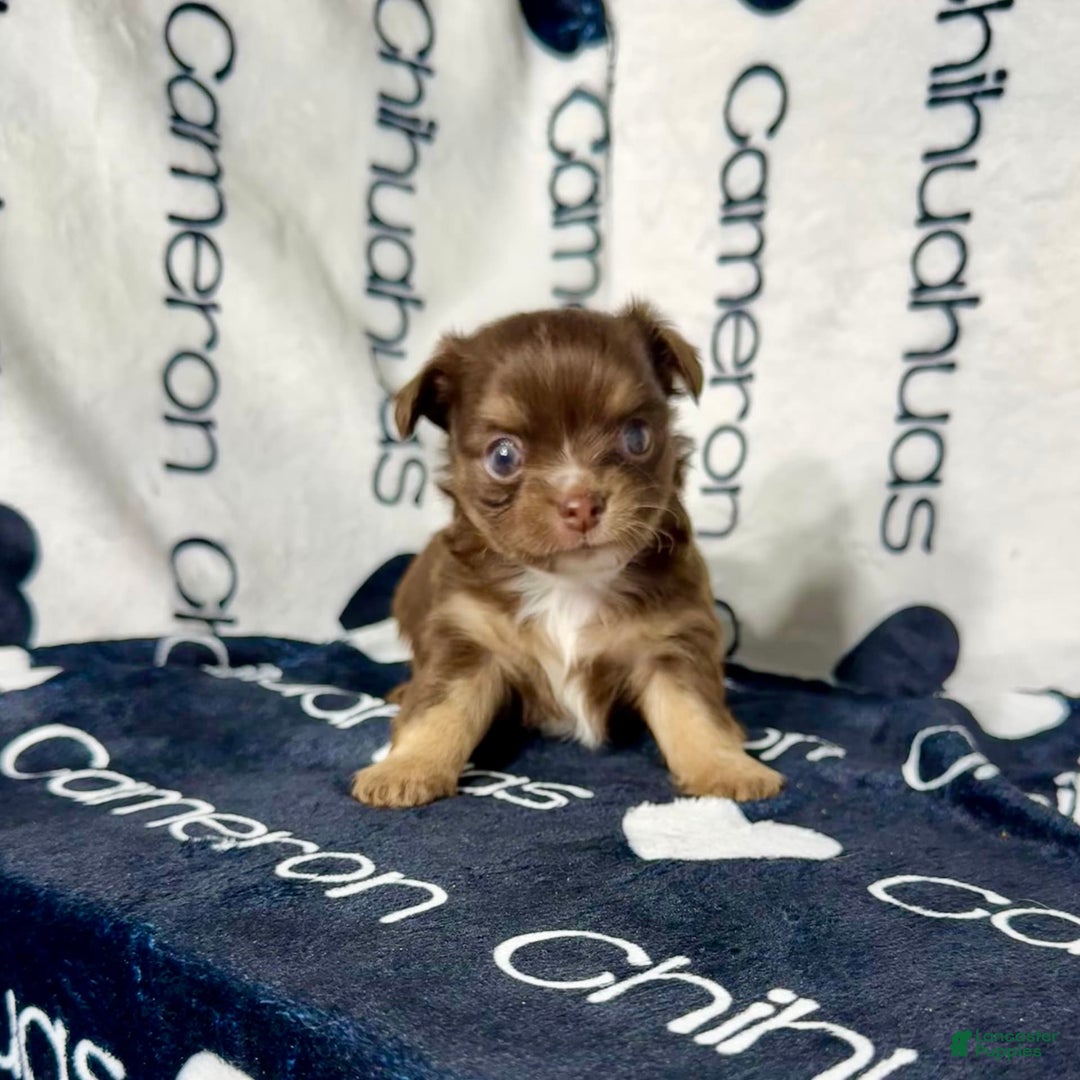 Chihuahua dogs for sale: Theodore Chocolate Lc - Image 12