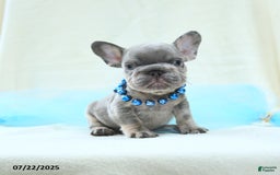 French Bulldog dogs for sale: Emilio Akc - Image 2