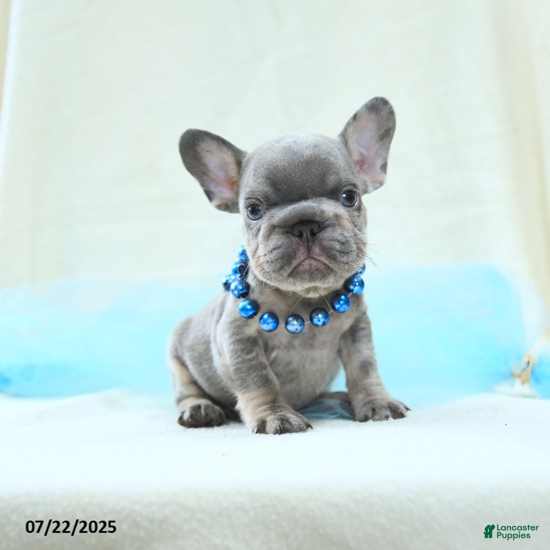 French Bulldog dogs for sale: Emilio Akc - Image 2