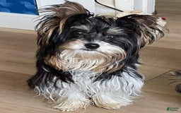 Biewer Terrier dogs for sale: Paris - Image 3