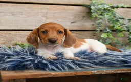 Dachshund dogs for sale: Pumpkin - Image 3