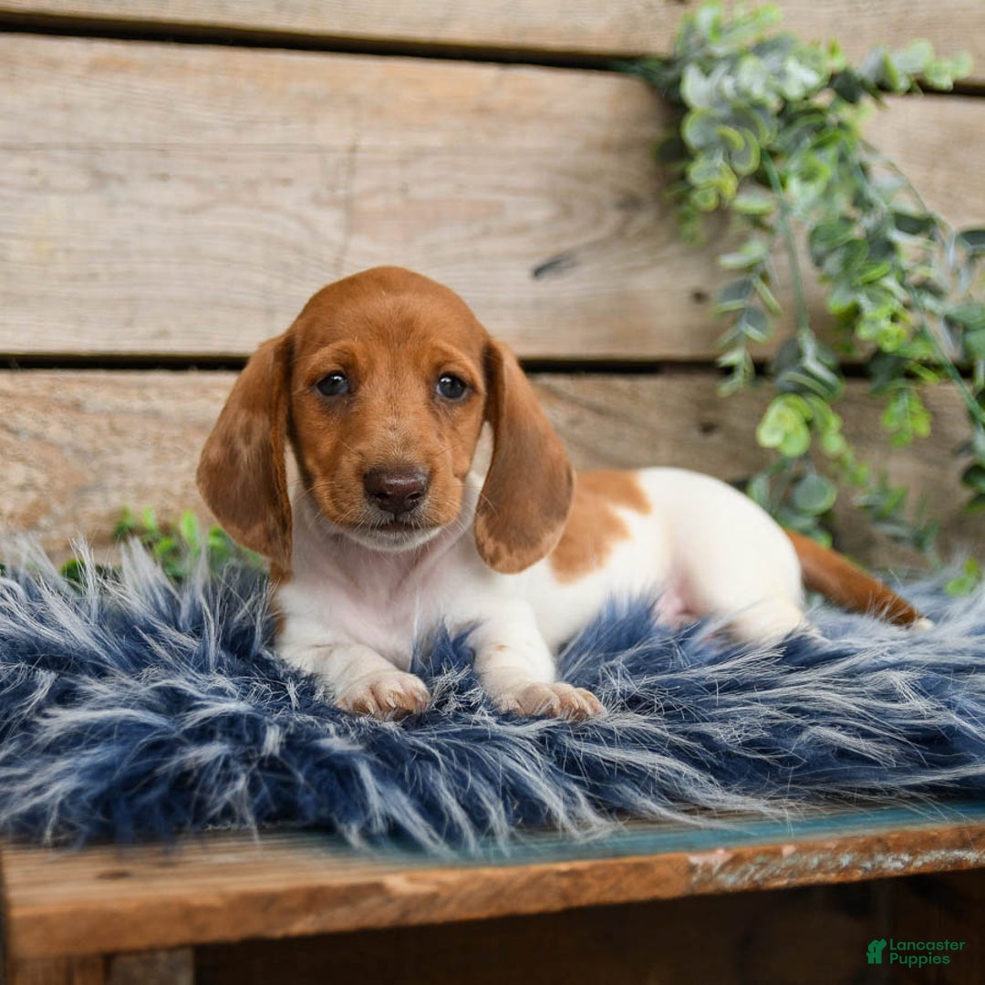 Dachshund dogs for sale: Pumpkin - Image 3