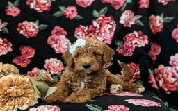 Mini Goldendoodle dogs for sale: Juliana Genetic Testing - Image 4