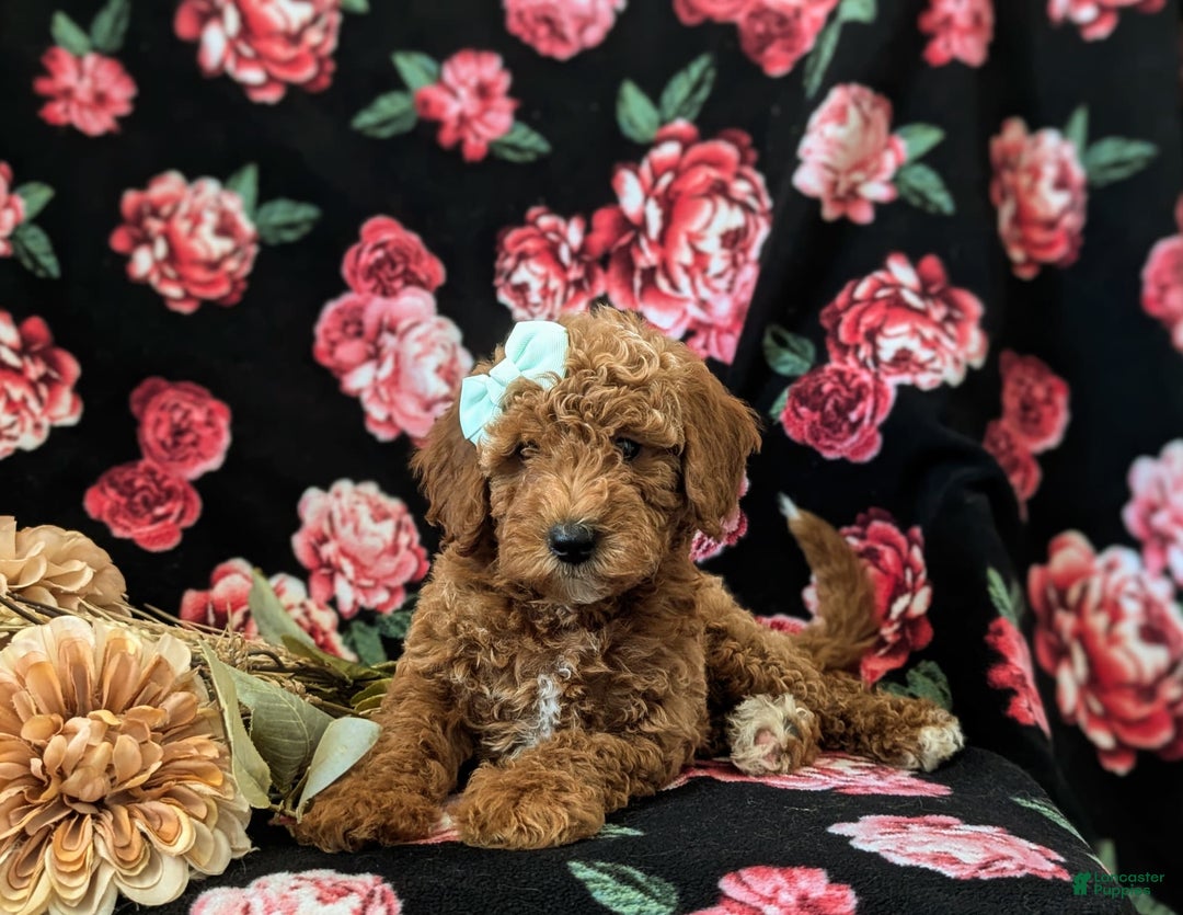 Mini Goldendoodle dogs for sale: Juliana Genetic Testing - Image 4
