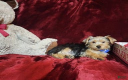 Yorkshire Terrier dogs for sale: Milo - Image 3