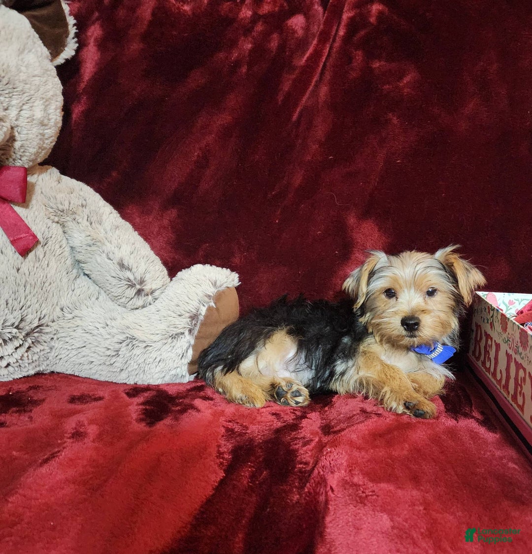 Yorkshire Terrier dogs for sale: Milo - Image 3