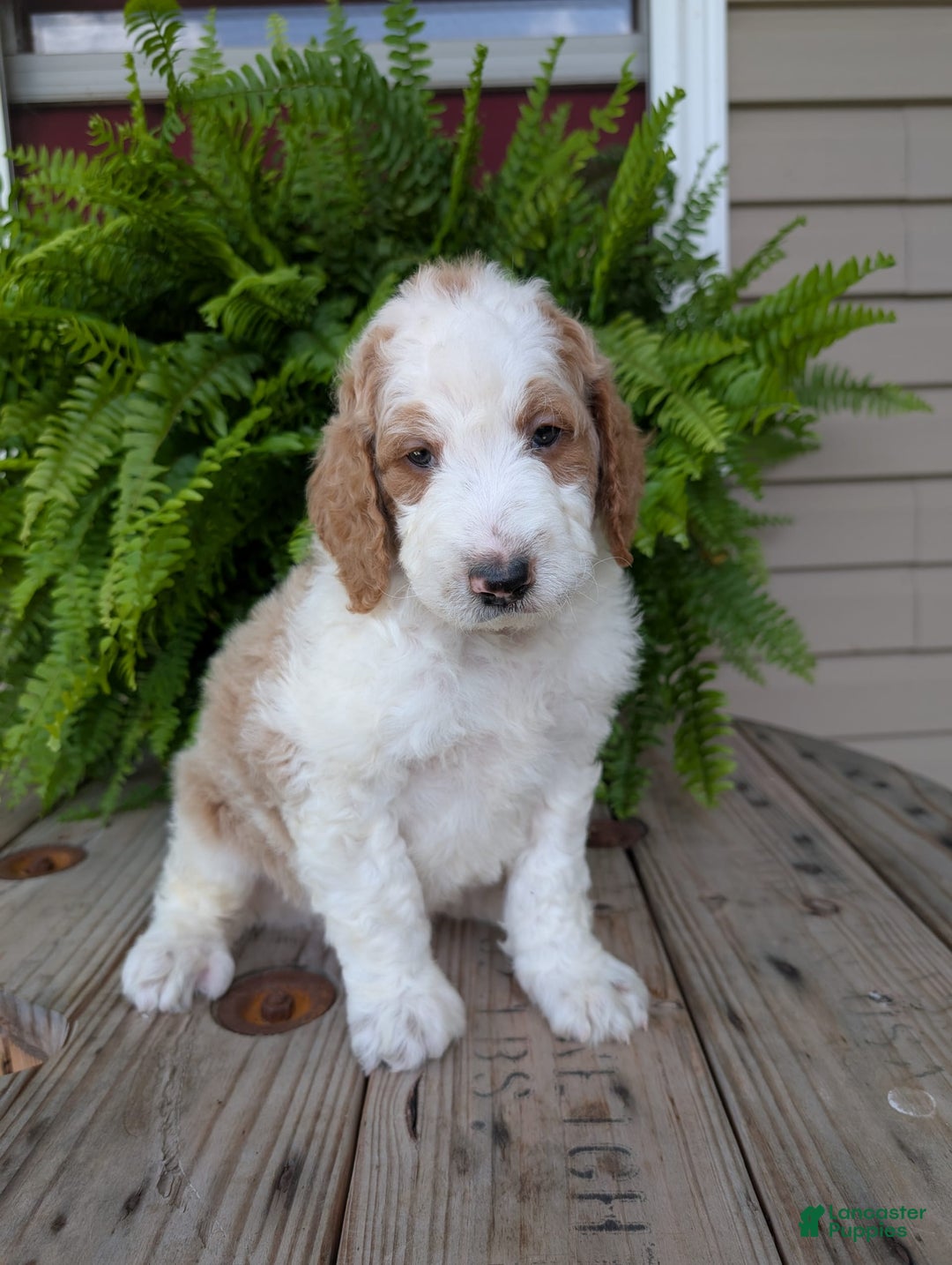 Goldendoodle dogs for sale: Ace - Image 13