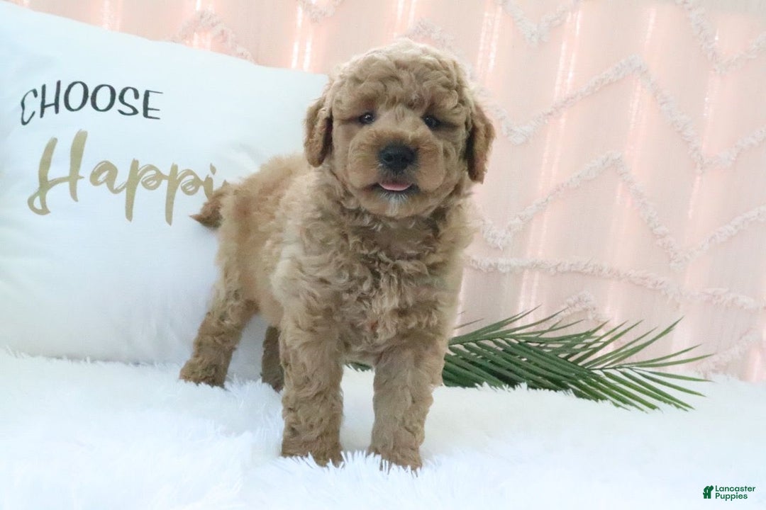  dogs for sale: Mini Goldendoodle 4 puppies - Image 11