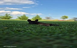 Belgian Malinois dogs for sale: Lark - Image 2