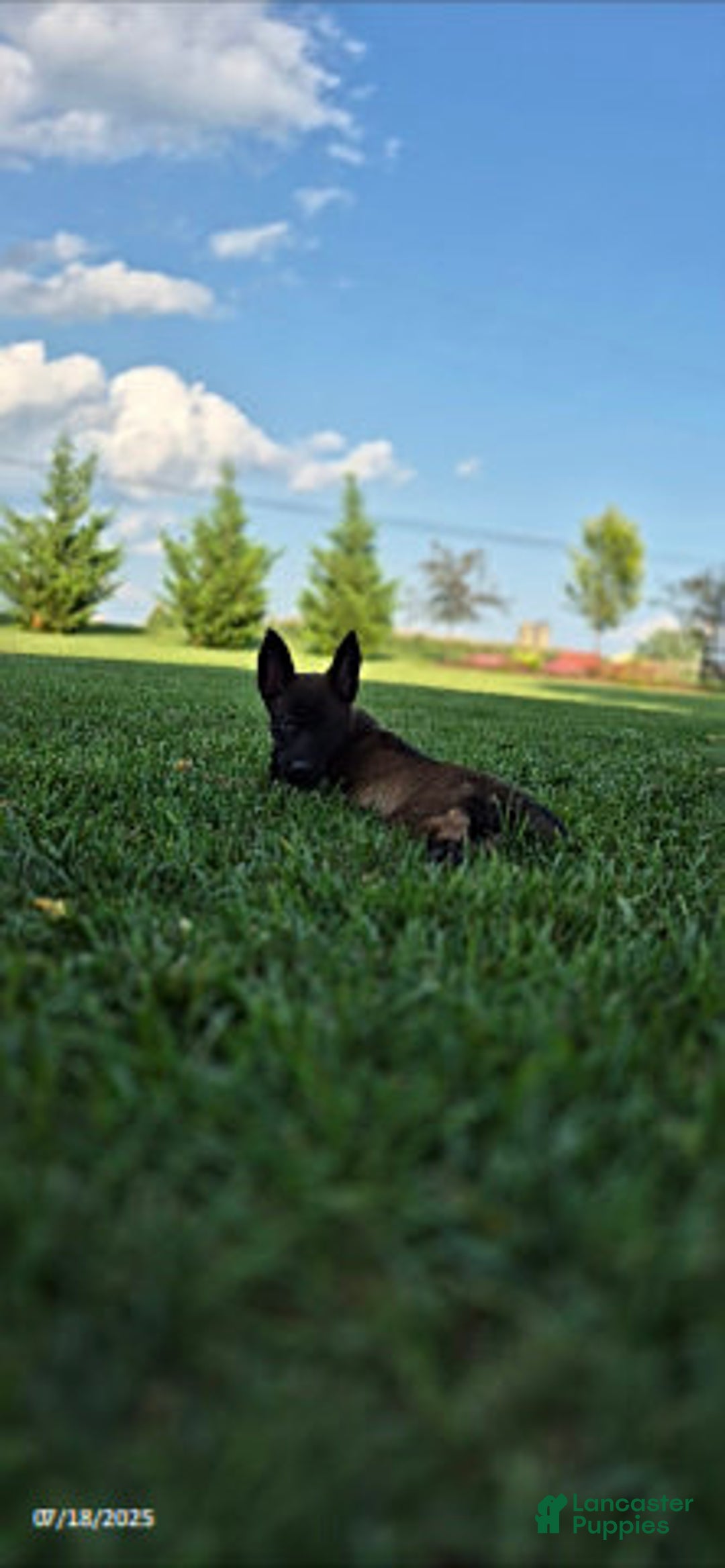 Belgian Malinois dogs for sale: Lark - Image 2