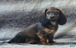 Miniature Dachshund dogs for sale: Tanner - Image 8