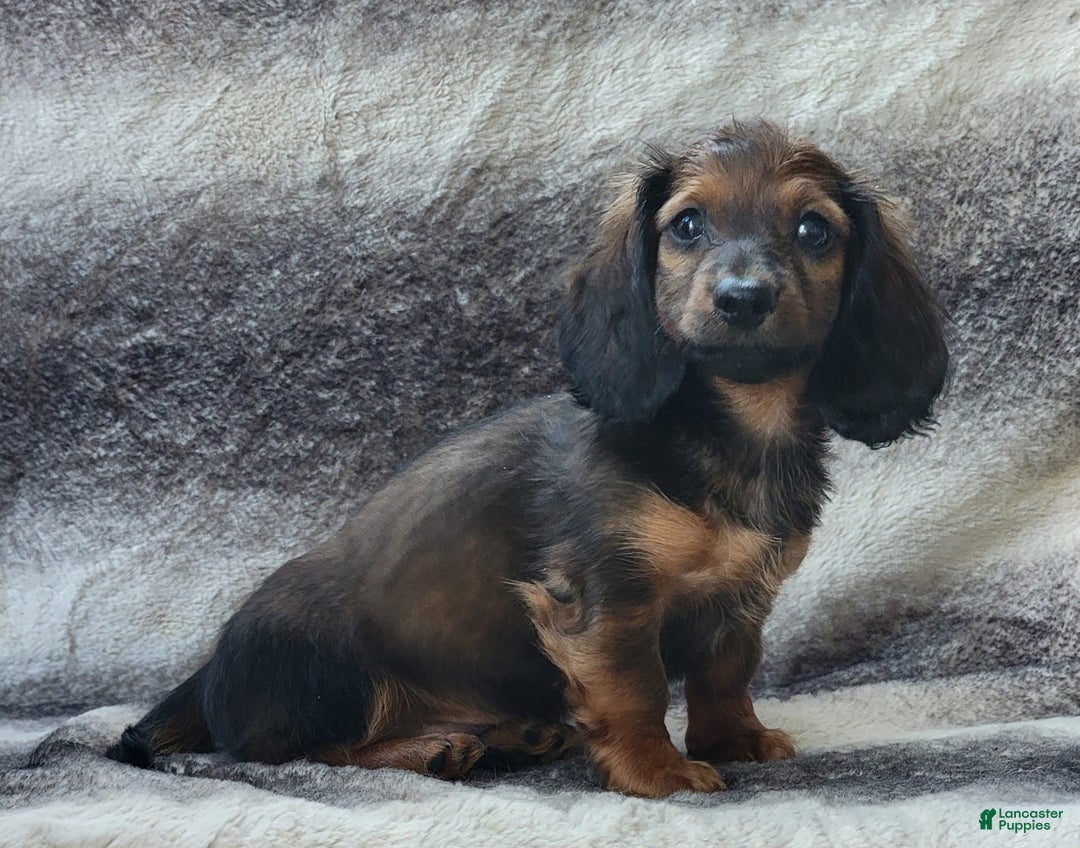 Miniature Dachshund dogs for sale: Tanner - Image 8