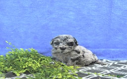 Mini Goldendoodle dogs for sale: Kash - Image 10
