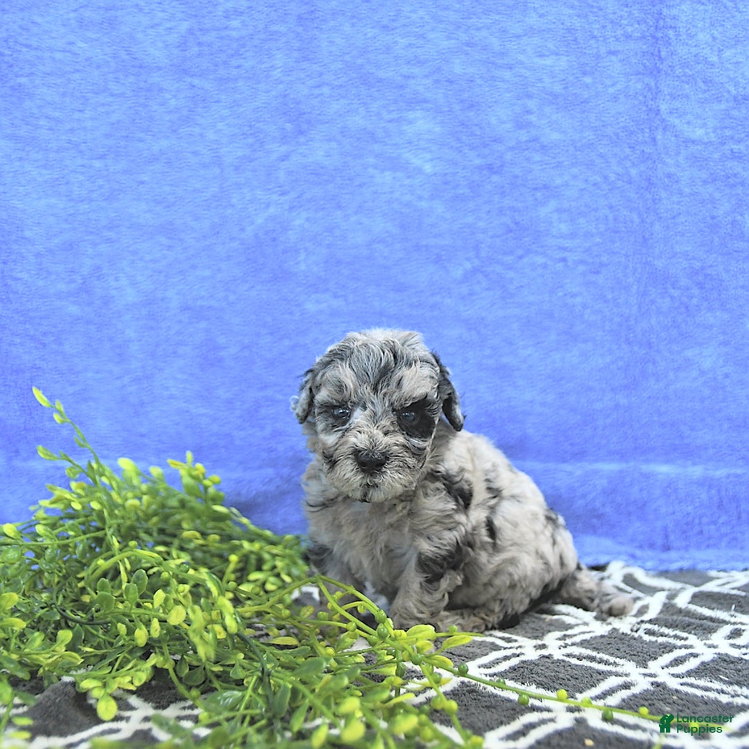 Mini Goldendoodle dogs for sale: Kash - Image 10