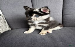 Pomsky dogs for sale: Gizmo - Image 3