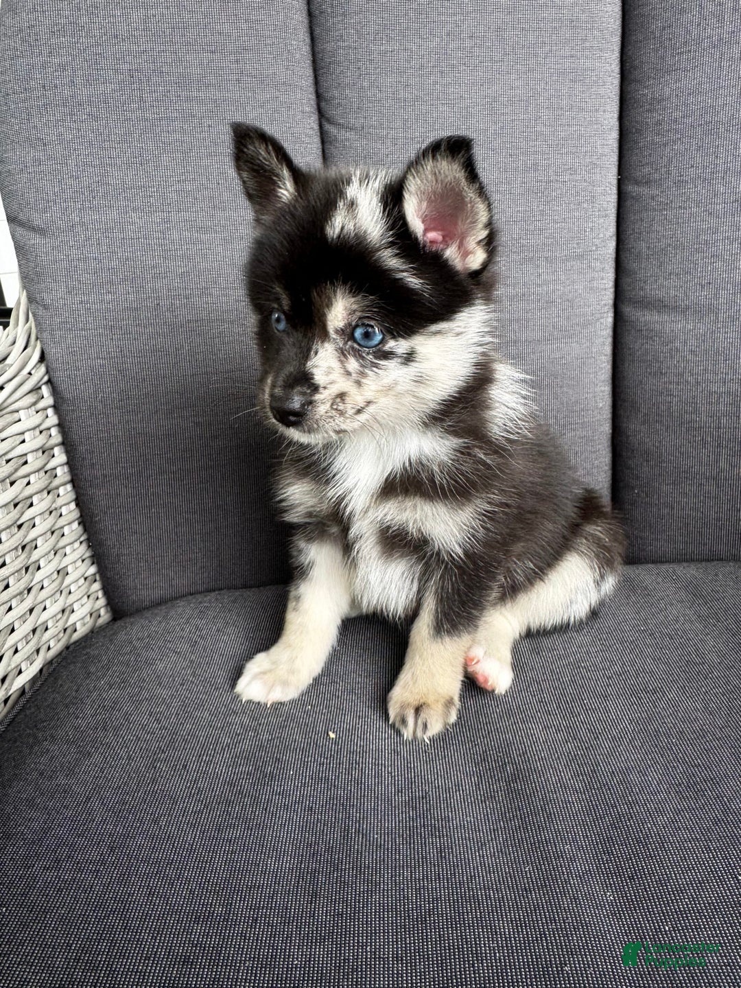 Pomsky dogs for sale: Gizmo - Image 3