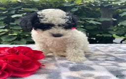 Toy Poodle dogs for sale: Chip - Image 6