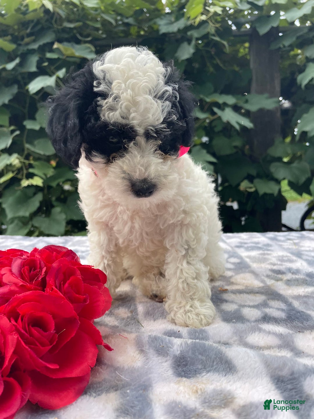 Toy Poodle dogs for sale: Chip - Image 6