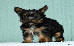 Yorkshire Terrier dogs for sale: Annabelle - Image 3