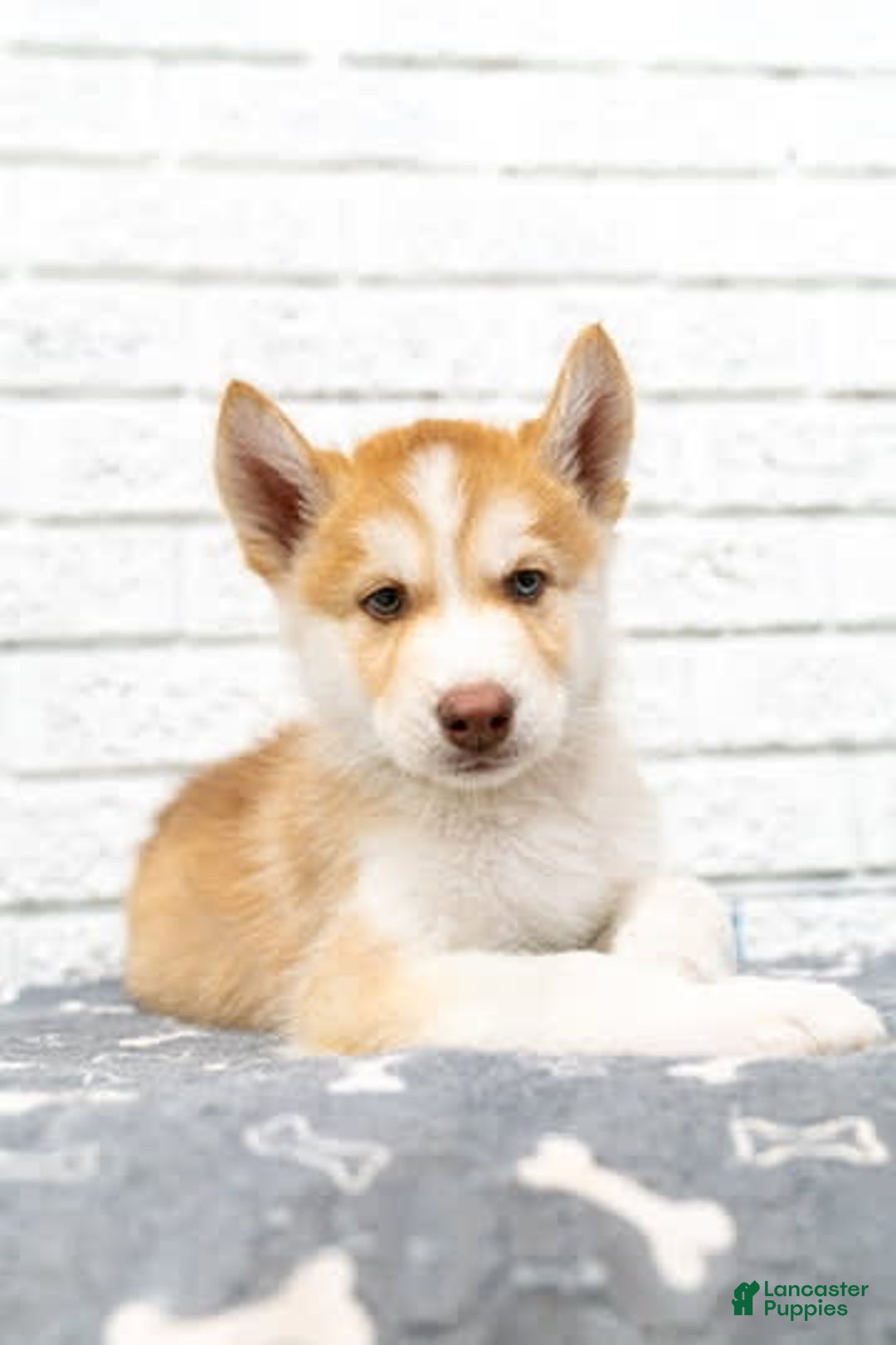 Alaskan Malamute dogs for sale: Chopper - Image 4