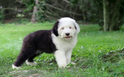 Old English Sheepdog dogs for sale: Dallas - Image 5