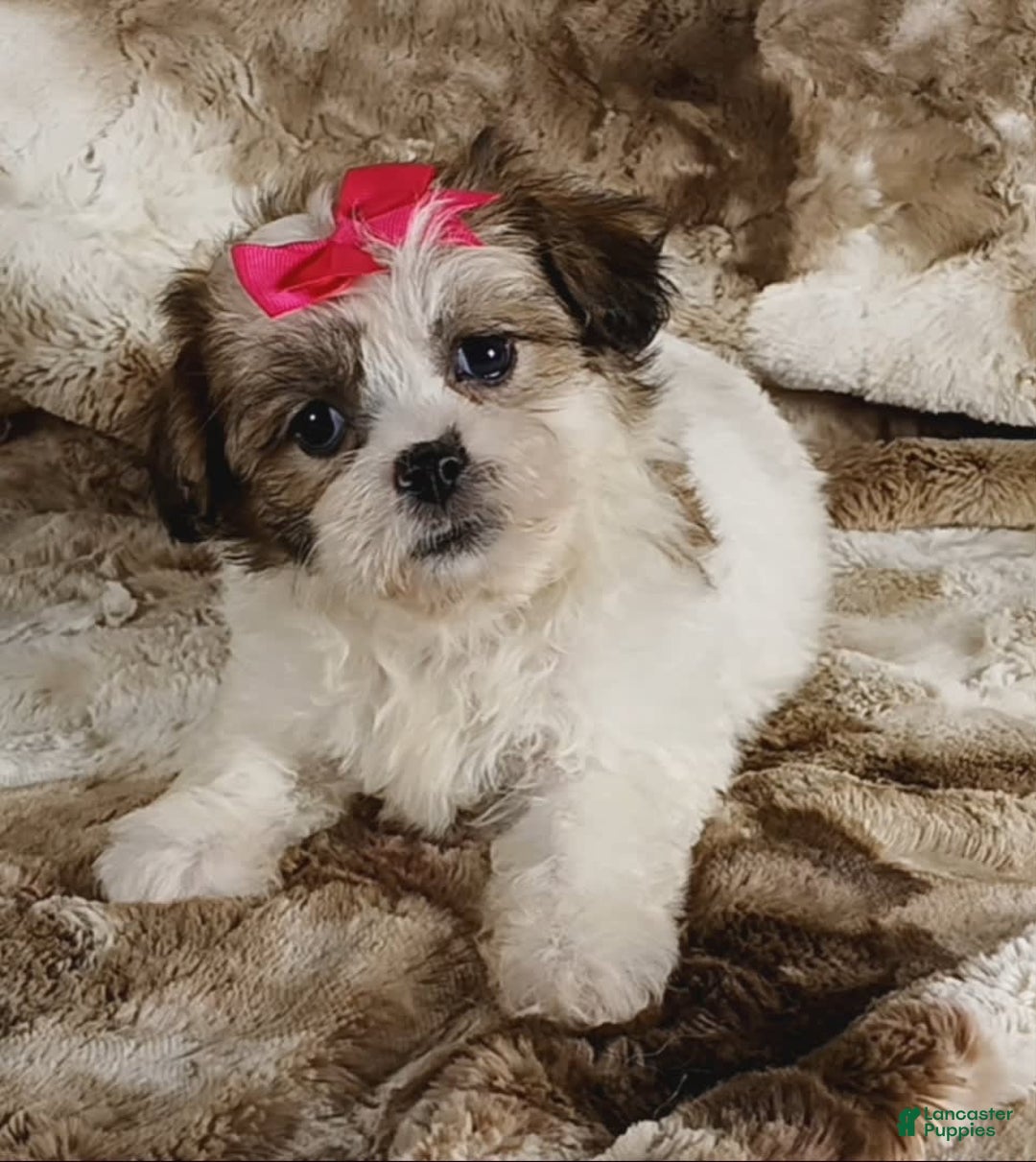 Teddy Bear dogs for sale: Tessa - Image 3