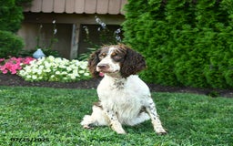 English Springer Spaniel dogs for sale: Wanda - Image 3