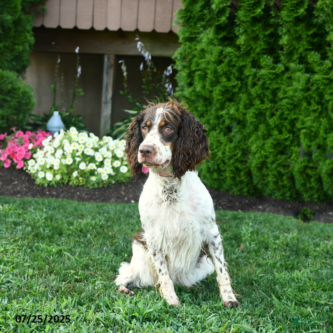 English Springer Spaniel dogs for sale: Wanda - Image 3