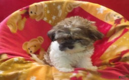 Malshi dogs for sale: Mia - Image 3