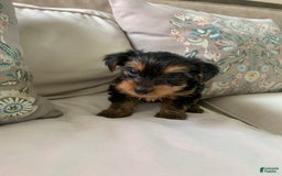 Yorkshire Terrier dogs for sale: Cash - Image 9