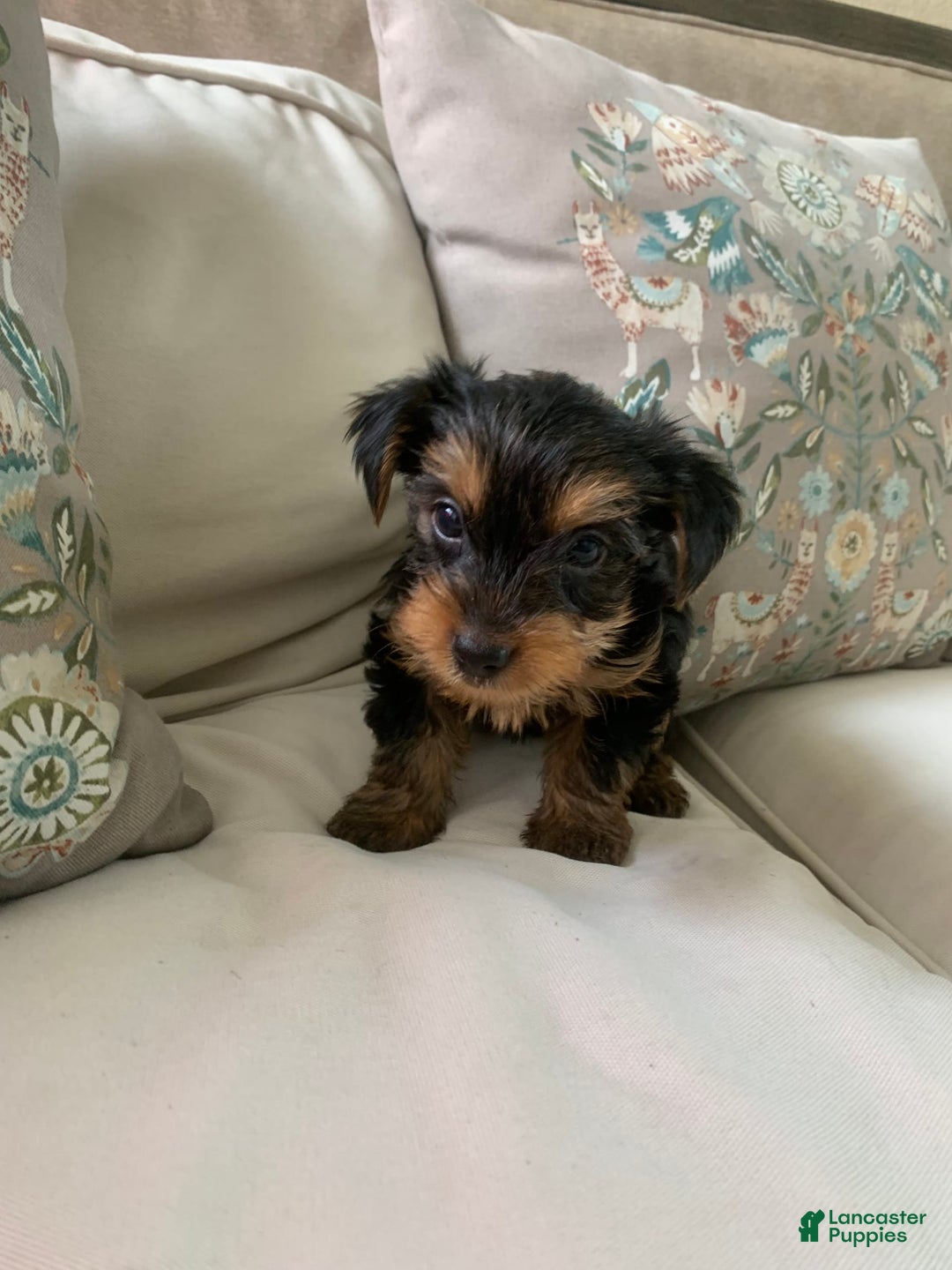 Yorkshire Terrier dogs for sale: Cash - Image 9