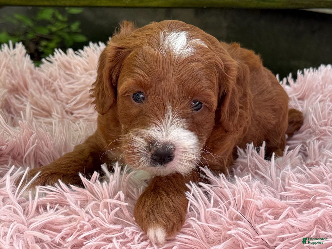 Cavapoo dogs for sale: Barbie - Image 7