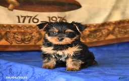 Yorkshire Terrier dogs for sale: Yorkshire Terrier 4 puppies - Image 11