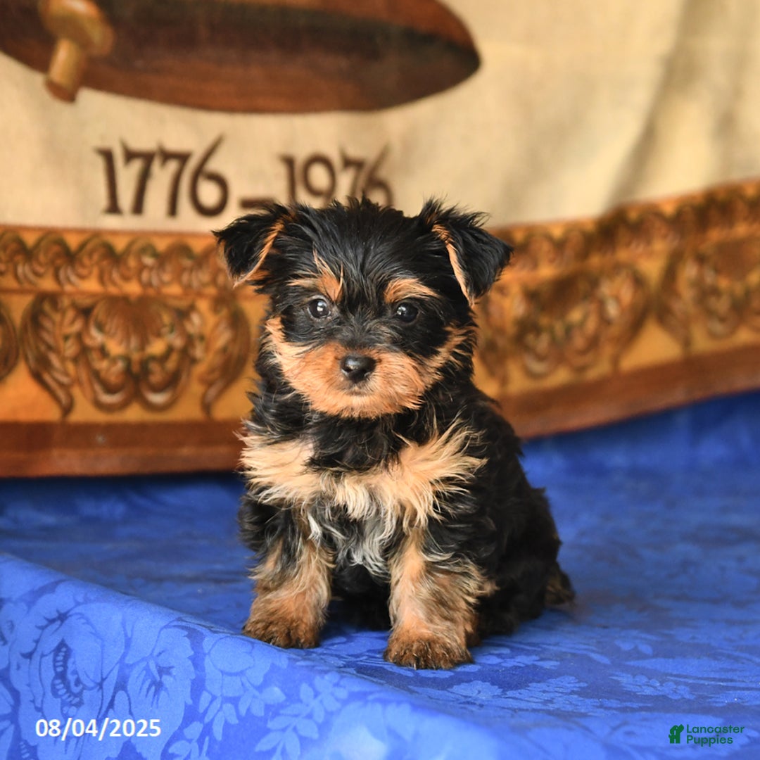 Yorkshire Terrier dogs for sale: Yorkshire Terrier 4 puppies - Image 11