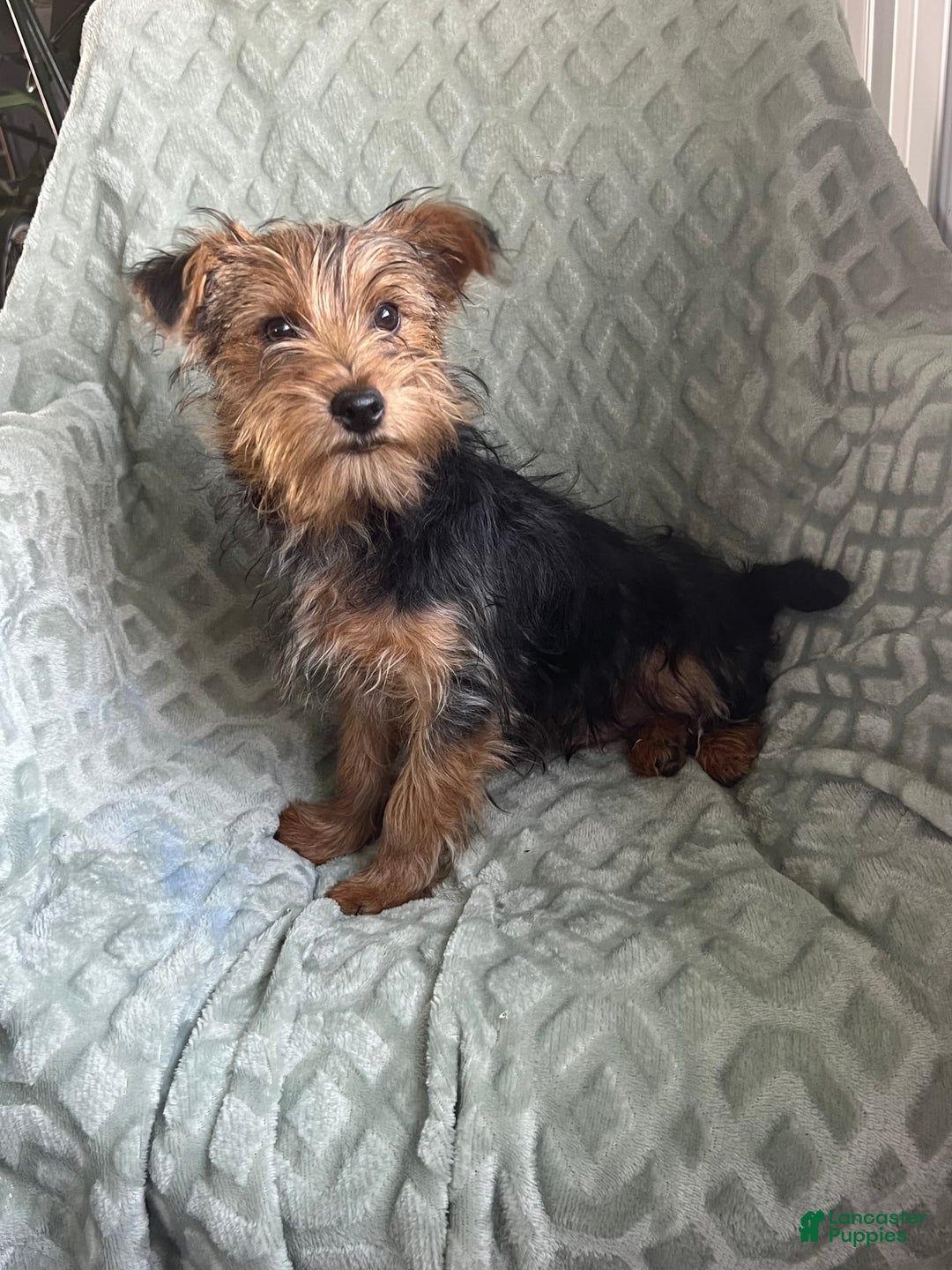 Yorkshire Terrier dogs for sale: Danny Boy - Image 4