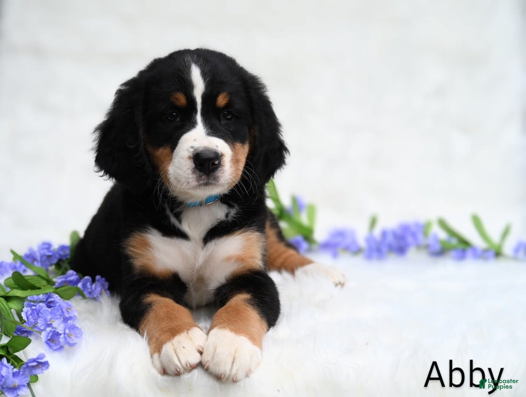 Bernese Mountain Dog dogs for sale: Abby - Image 6
