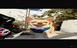 Chihuahua dogs for sale: Barkley - Image 5