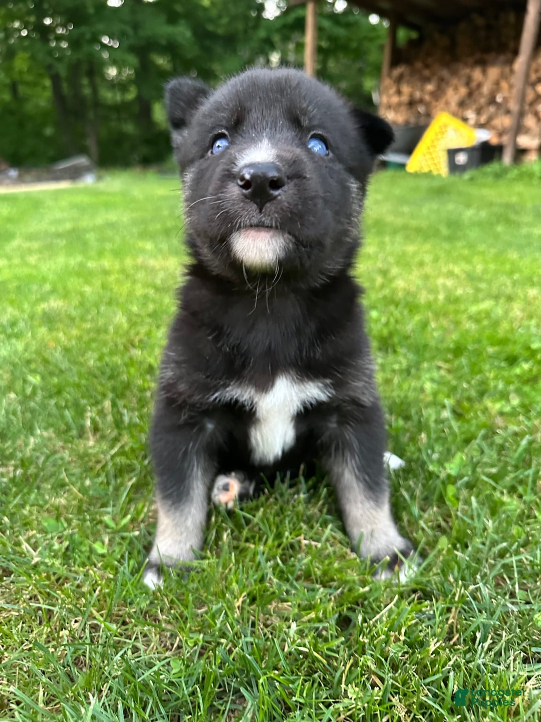 Gerberian Shepsky dogs for sale: Pixy - Image 10