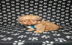 Shih Tzu dogs for sale: Dexter - Image 1