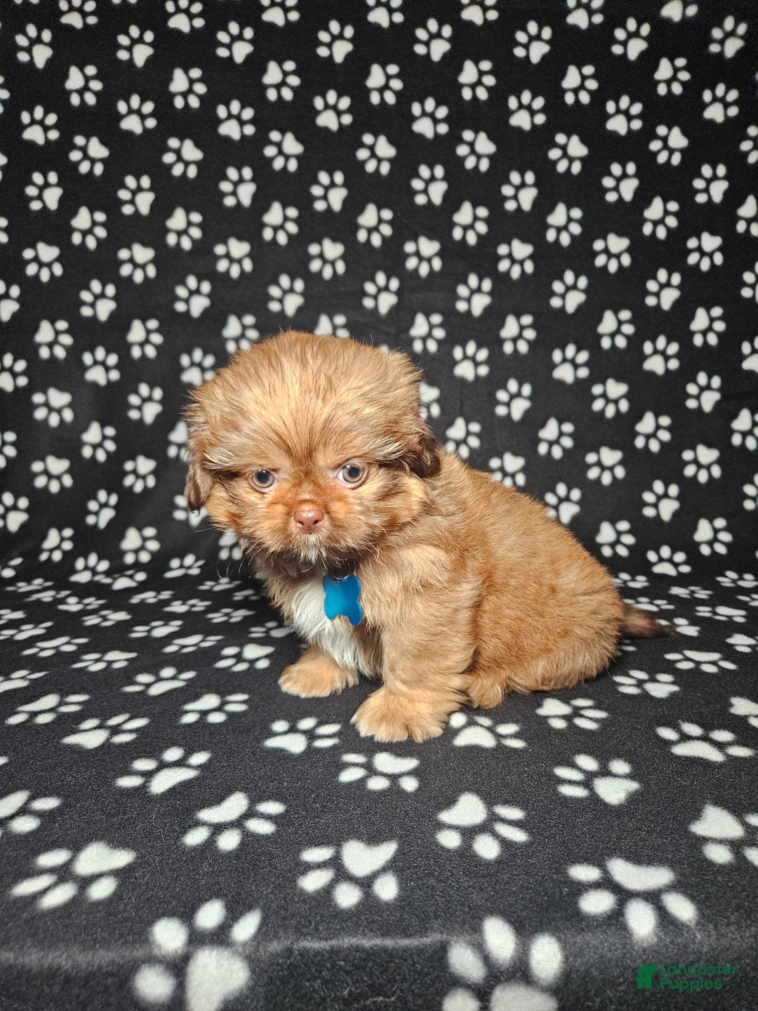 Shih Tzu dogs for sale: Dexter - Image 1